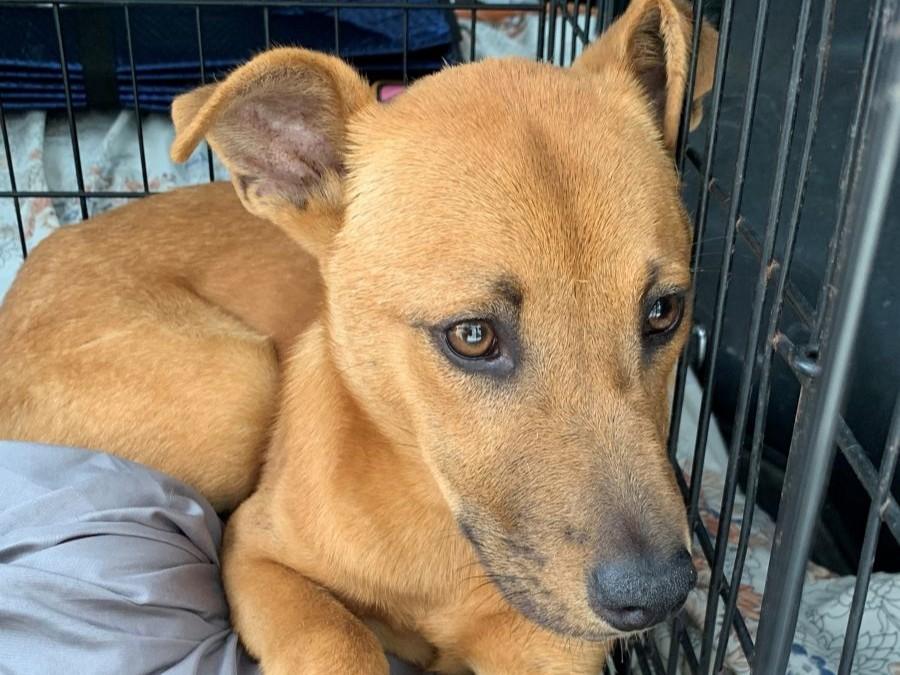 Enlarge Lucy, a Adoptable Mixed Breed in Midway City, CA image 3/4