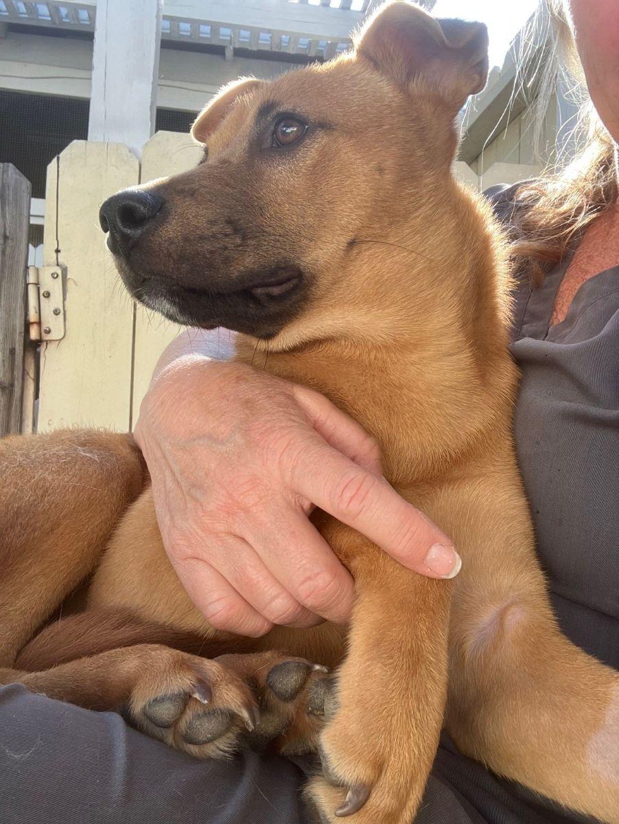Enlarge Lucy, a Adoptable Mixed Breed in Midway City, CA image 1/4