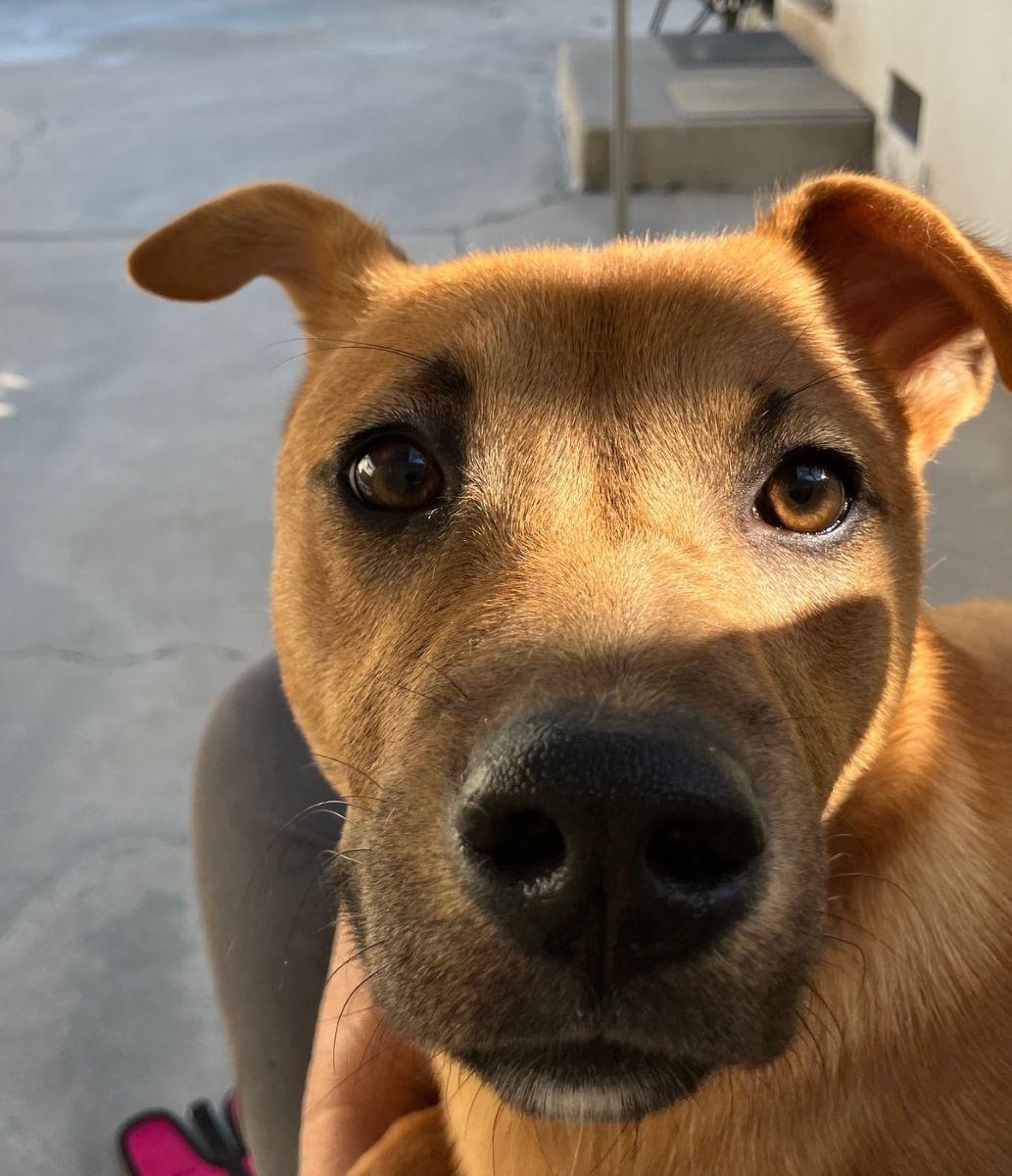 Enlarge Lucy, a Adoptable Mixed Breed in Midway City, CA image 2/4