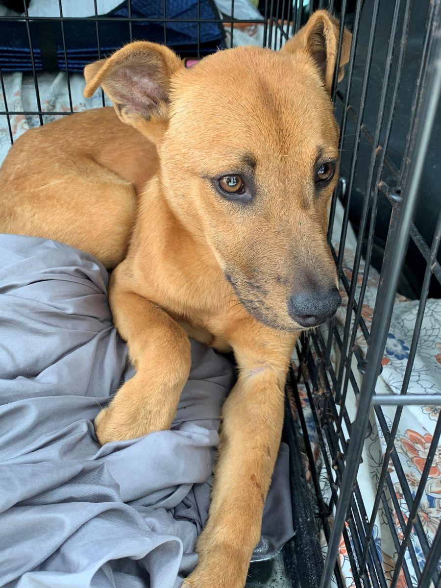 Enlarge Lucy, a Adoptable Mixed Breed in Midway City, CA image 4/4