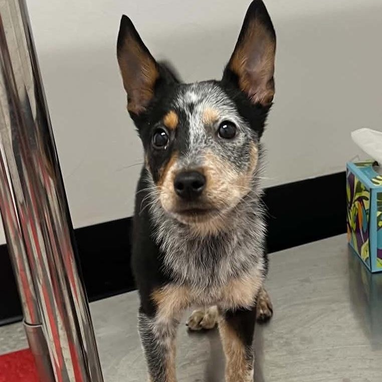 Emmitt, an adopted Australian Cattle Dog / Blue Heeler in Newport, WA image 2/2