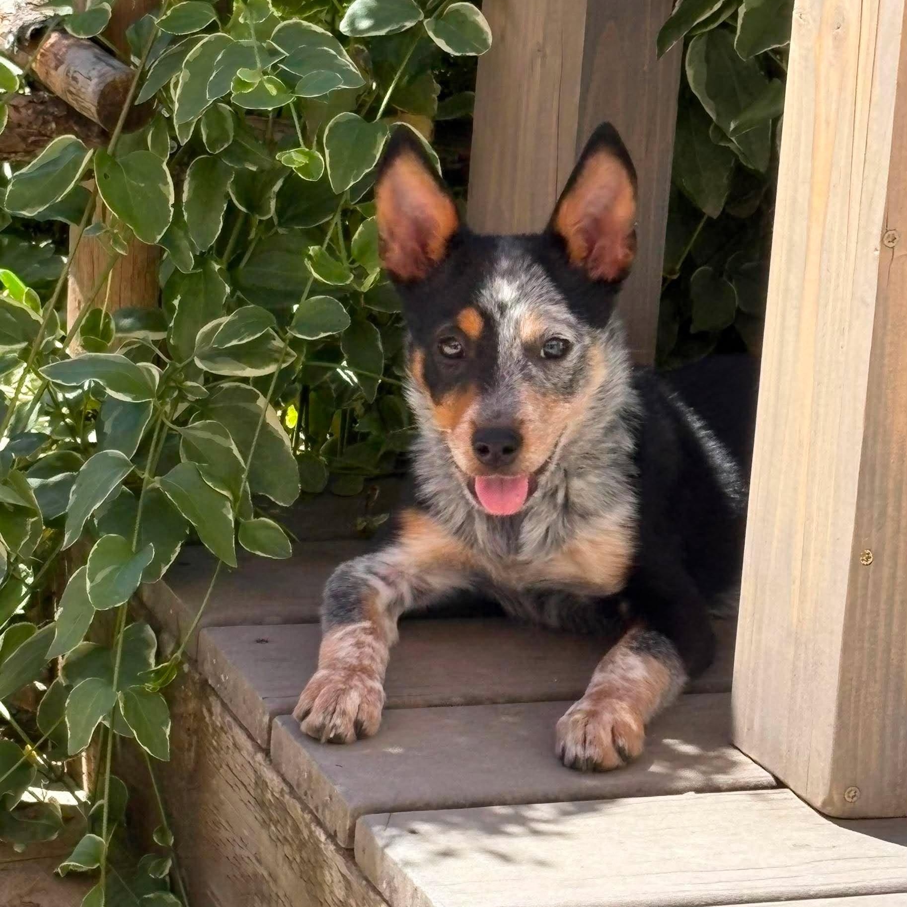 Emmitt, adopted, Puppy Male Australian Cattle Dog / Blue Heeler.