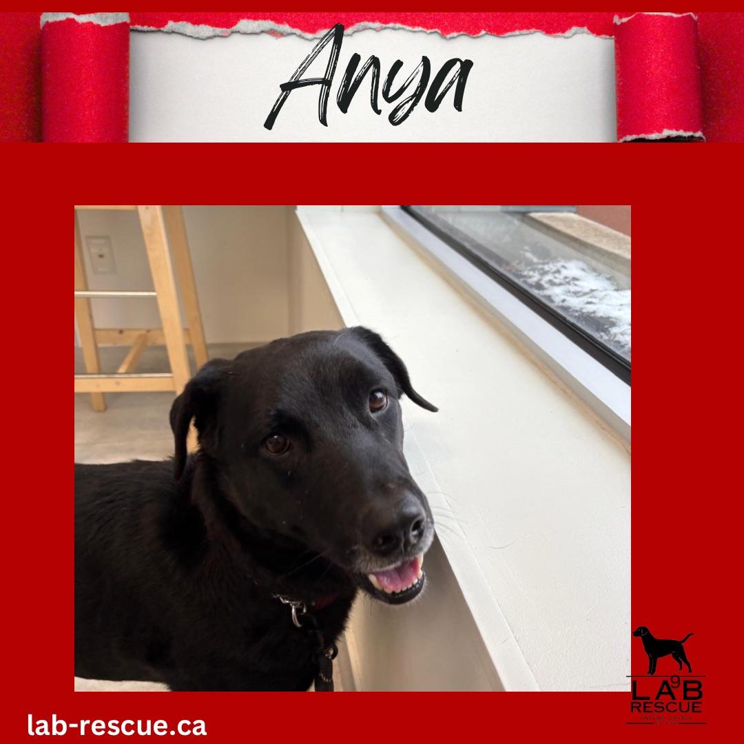Anya, ADOPTABLE, Young Female Black Labrador Retriever.
