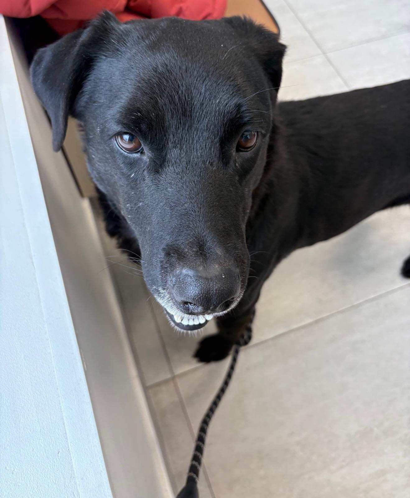 Enlarge Anya, a ADOPTABLE mixed breed in Oakville, ON image 2/2