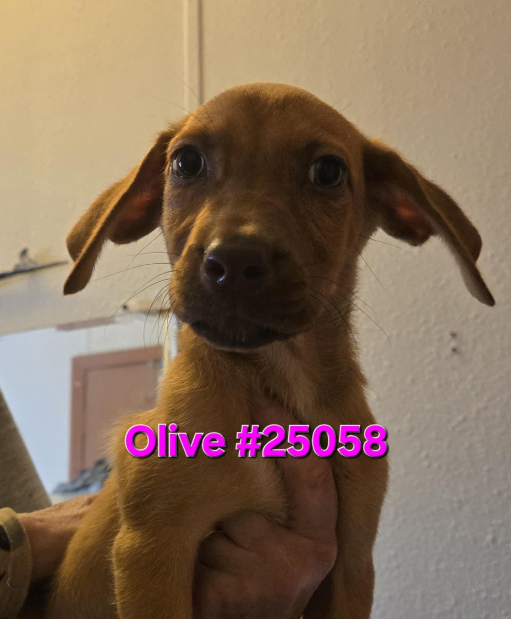 Olive