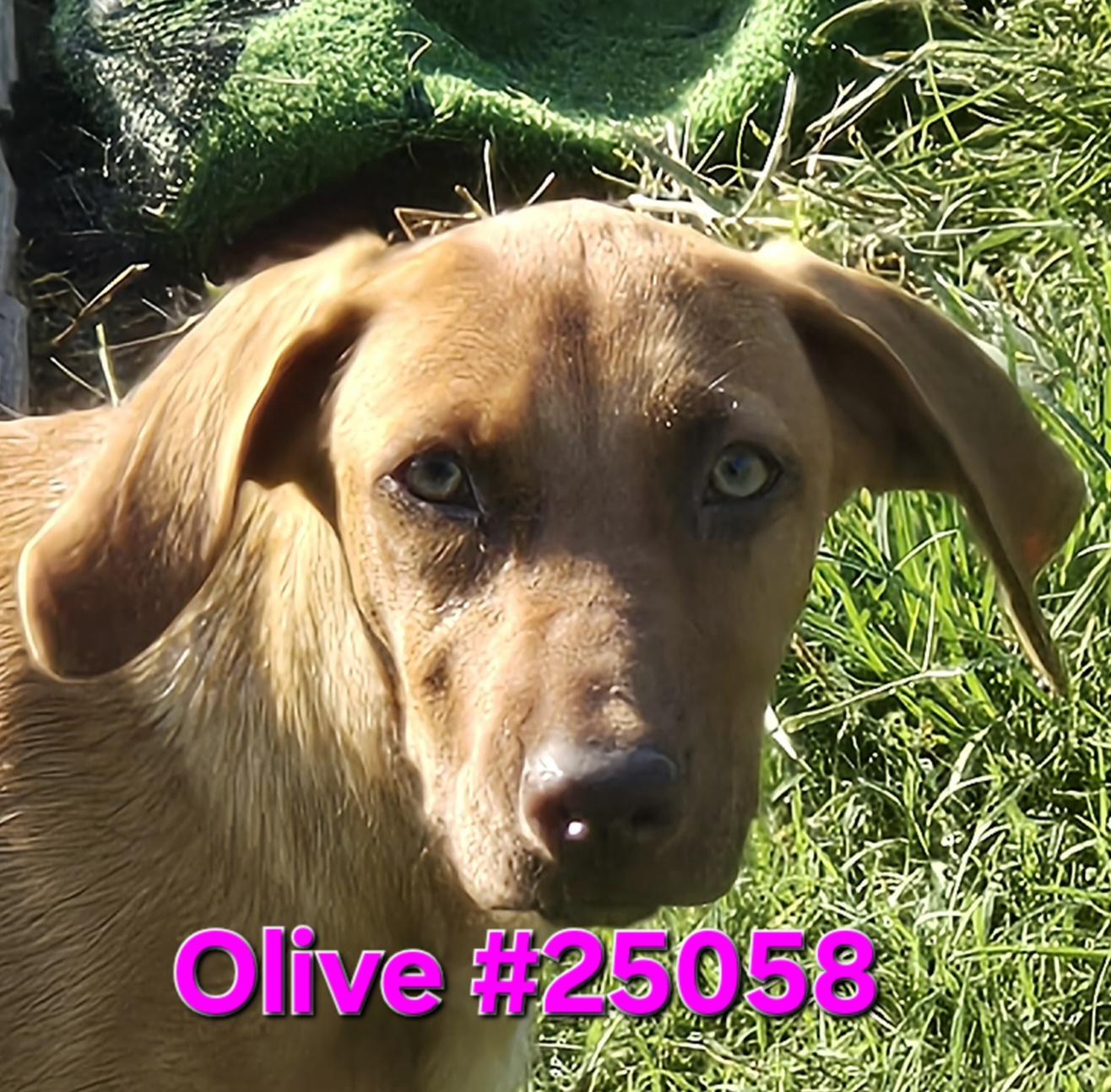 Olive, Adoptable, Young Female Mixed Breed.
