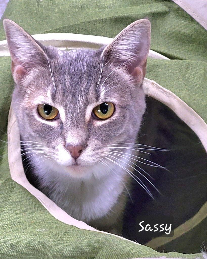 Sassy Girl, Adoptable, Young Female Tabby.