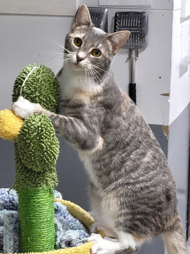 Enlarge Sassy Girl, a Adoptable Tabby in Ellijay, GA image 1/3