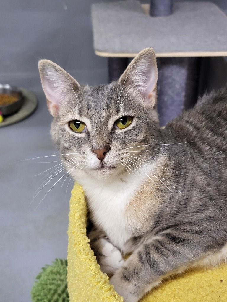 Sassy Girl, Adoptable, Young Female Tabby.