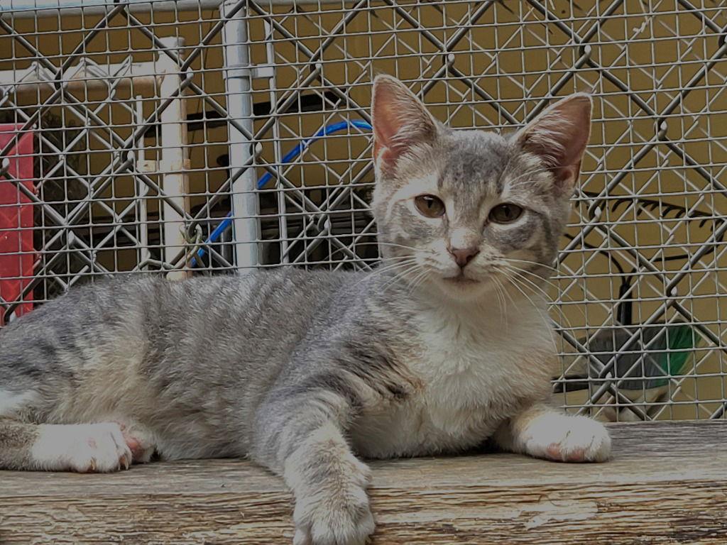 Enlarge Sassy Girl, a Adoptable Tabby in Ellijay, GA image 2/3