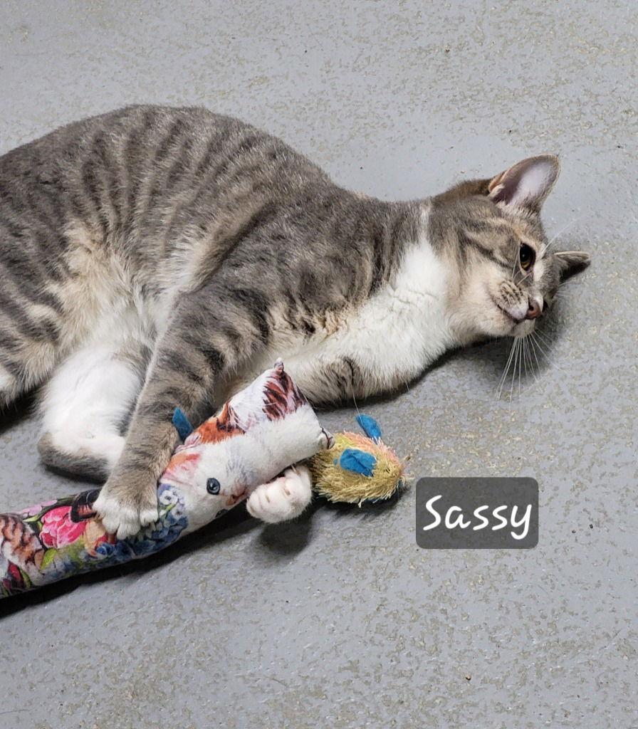 Enlarge Sassy Girl, a Adoptable Tabby in Ellijay, GA image 3/3