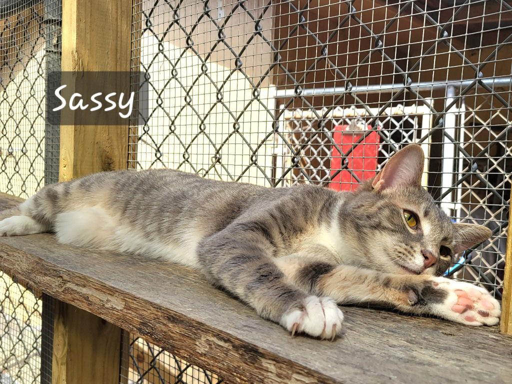 Enlarge Sassy Girl, a Adoptable Tabby in Ellijay, GA image 2/3