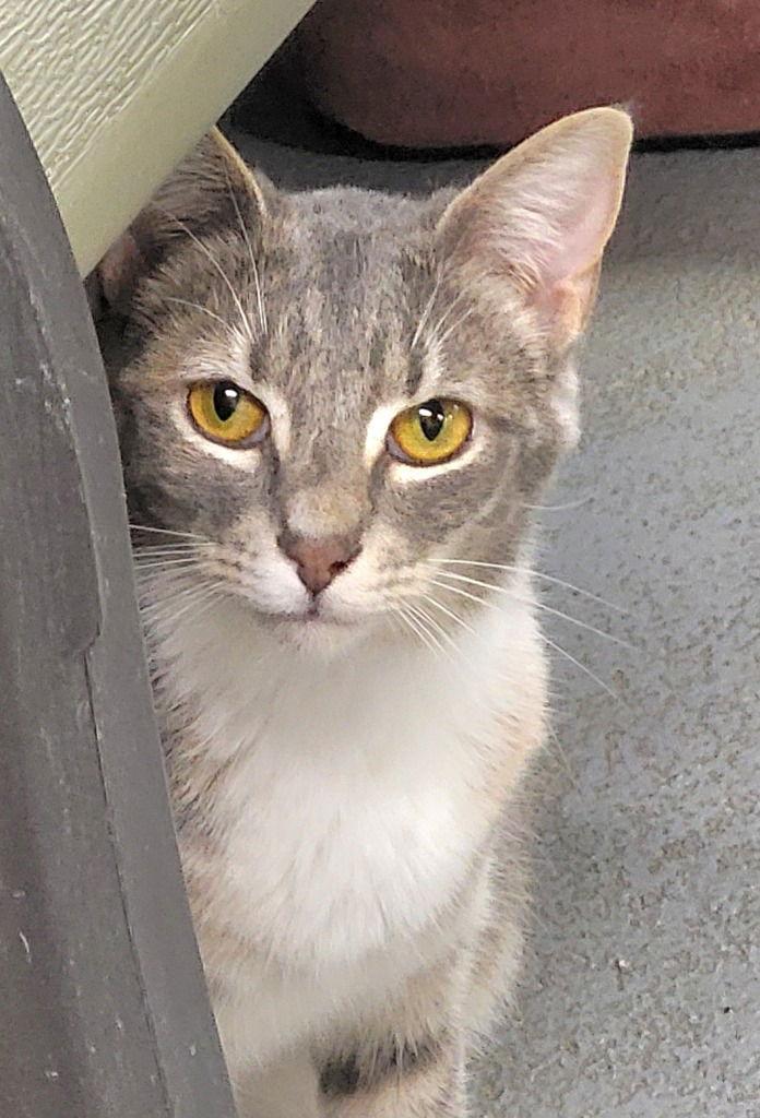 Enlarge Sassy Girl, a Adoptable Tabby in Ellijay, GA image 3/3