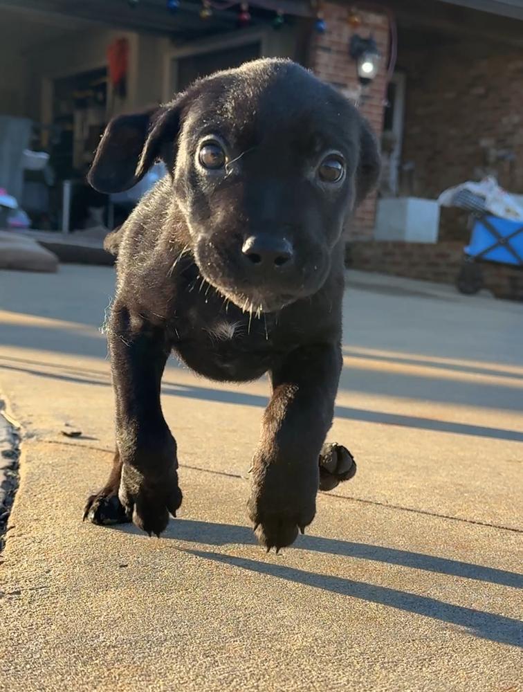 Enlarge Holly, a Adoptable mixed breed in Hartwell, GA image 1/6