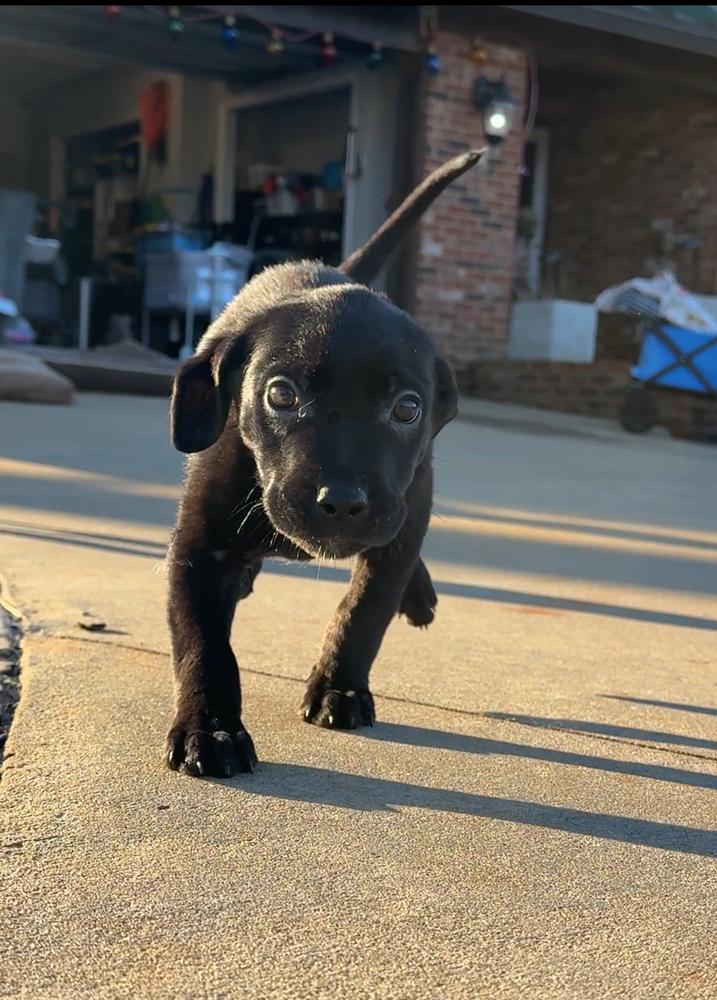 Enlarge Holly, a Adoptable mixed breed in Hartwell, GA image 2/6