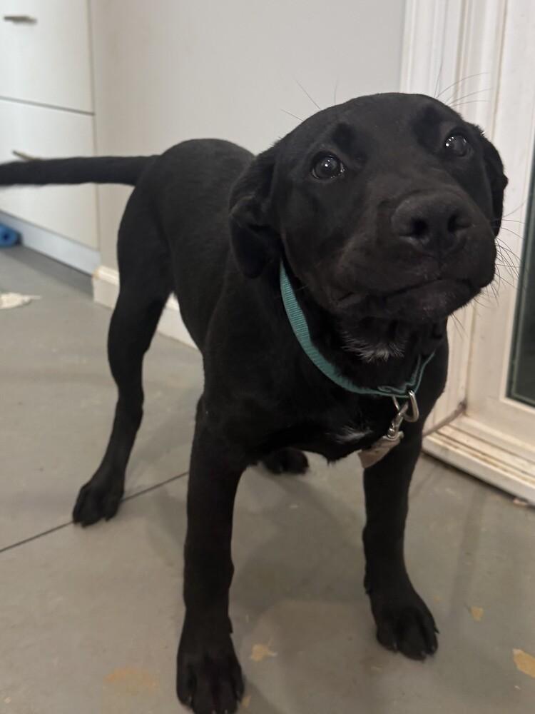 Holly, Adoptable, Puppy Female Labrador Retriever.