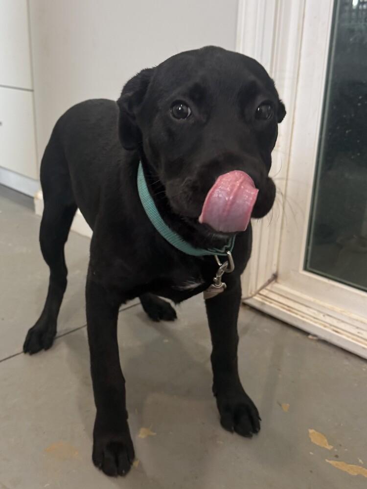 Enlarge Holly, a Adoptable mixed breed in Hartwell, GA image 2/4