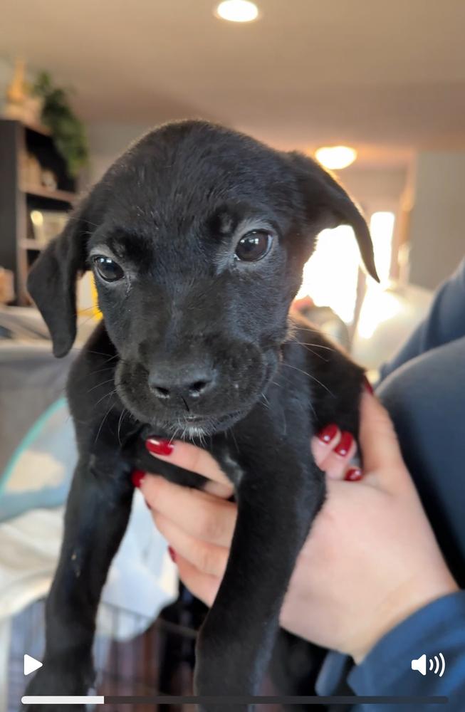 Enlarge Holly, a Adoptable mixed breed in Hartwell, GA image 3/6