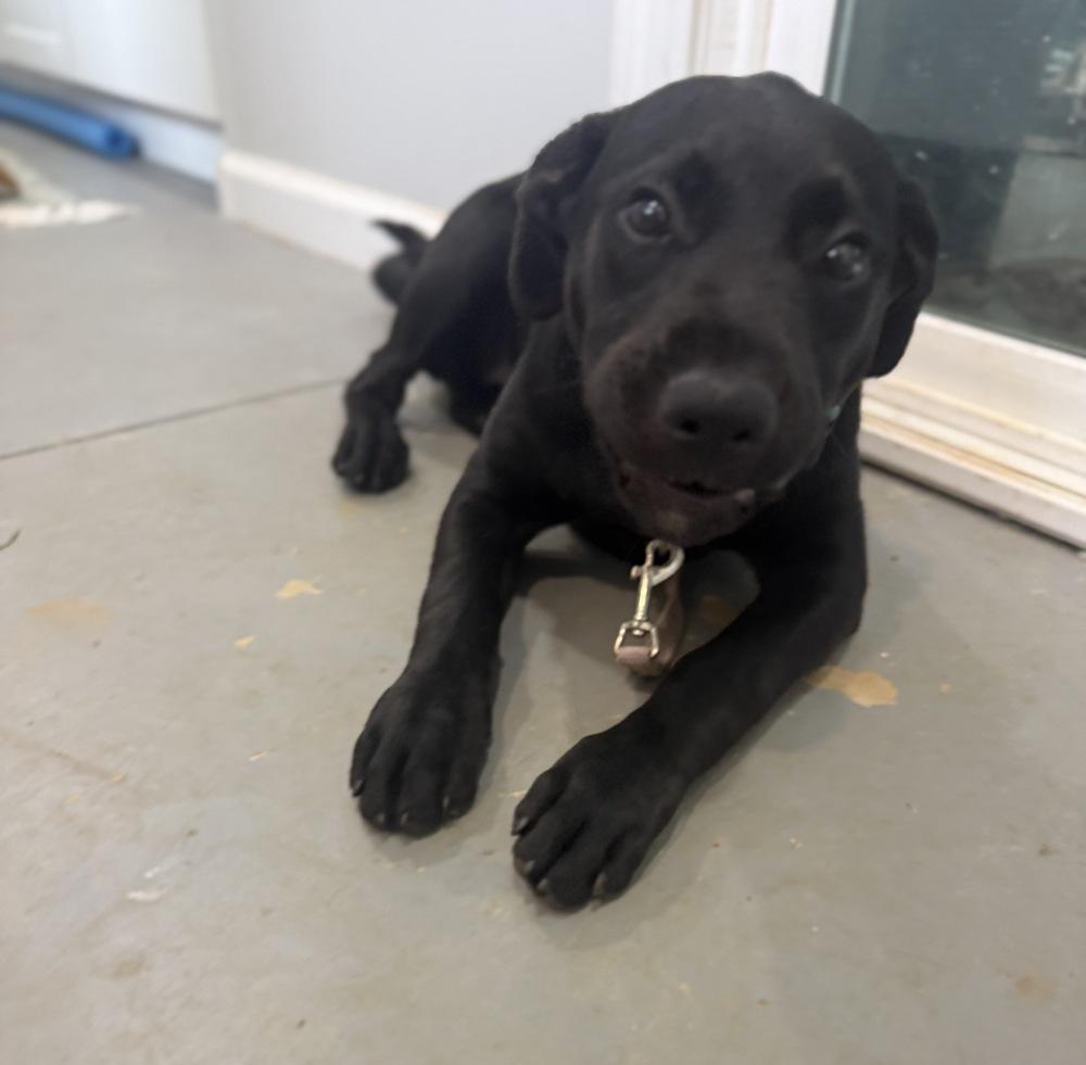 Enlarge Holly, a Adoptable mixed breed in Hartwell, GA image 3/4