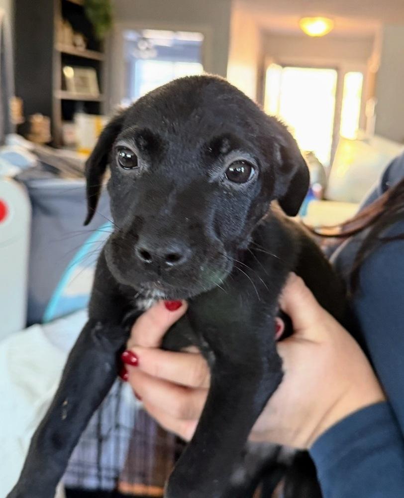 Enlarge Holly, a Adoptable mixed breed in Hartwell, GA image 5/6