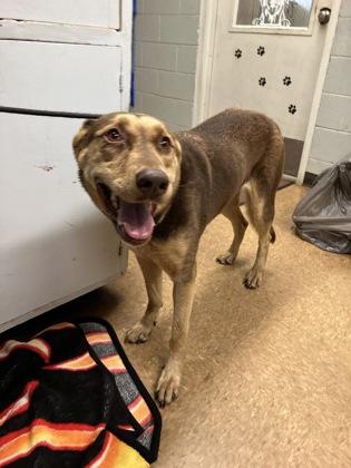 Cherry, Adoptable, Adult Female Siberian Husky & Mixed Breed.