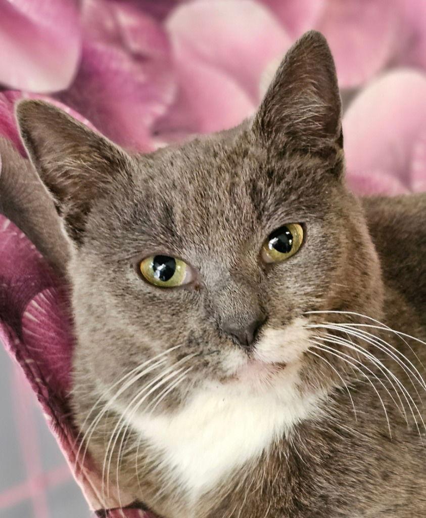 Enlarge Samantha, a Adoptable Domestic Short Hair in Lovingston, VA image 1/3