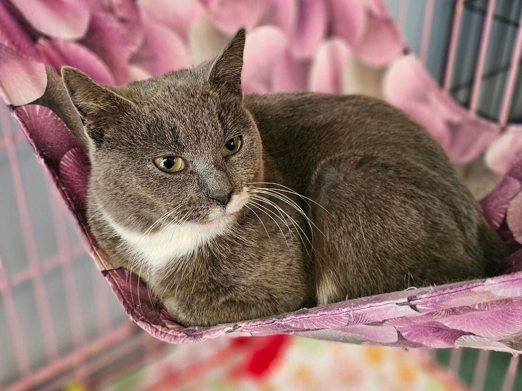 Enlarge Samantha, a Adoptable Domestic Short Hair in Lovingston, VA image 2/3