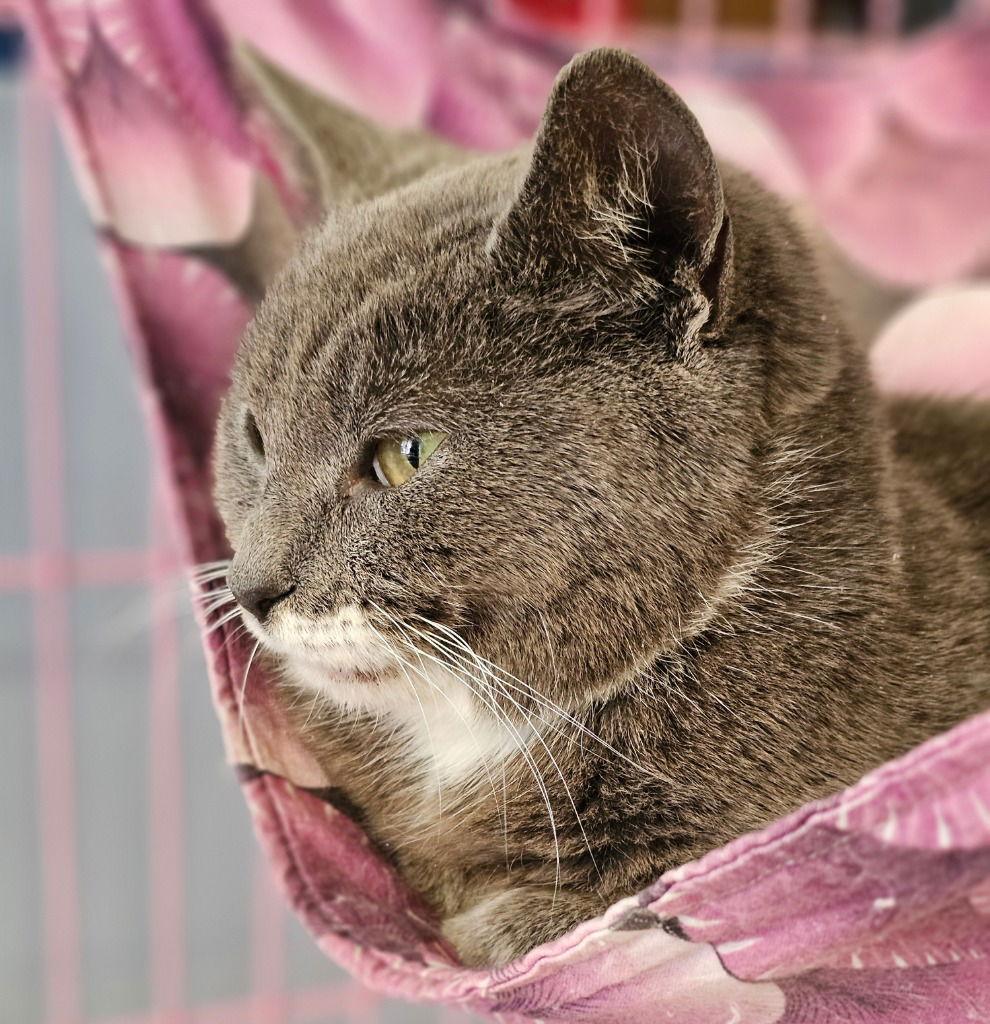 Enlarge Samantha, a Adoptable Domestic Short Hair in Lovingston, VA image 3/3