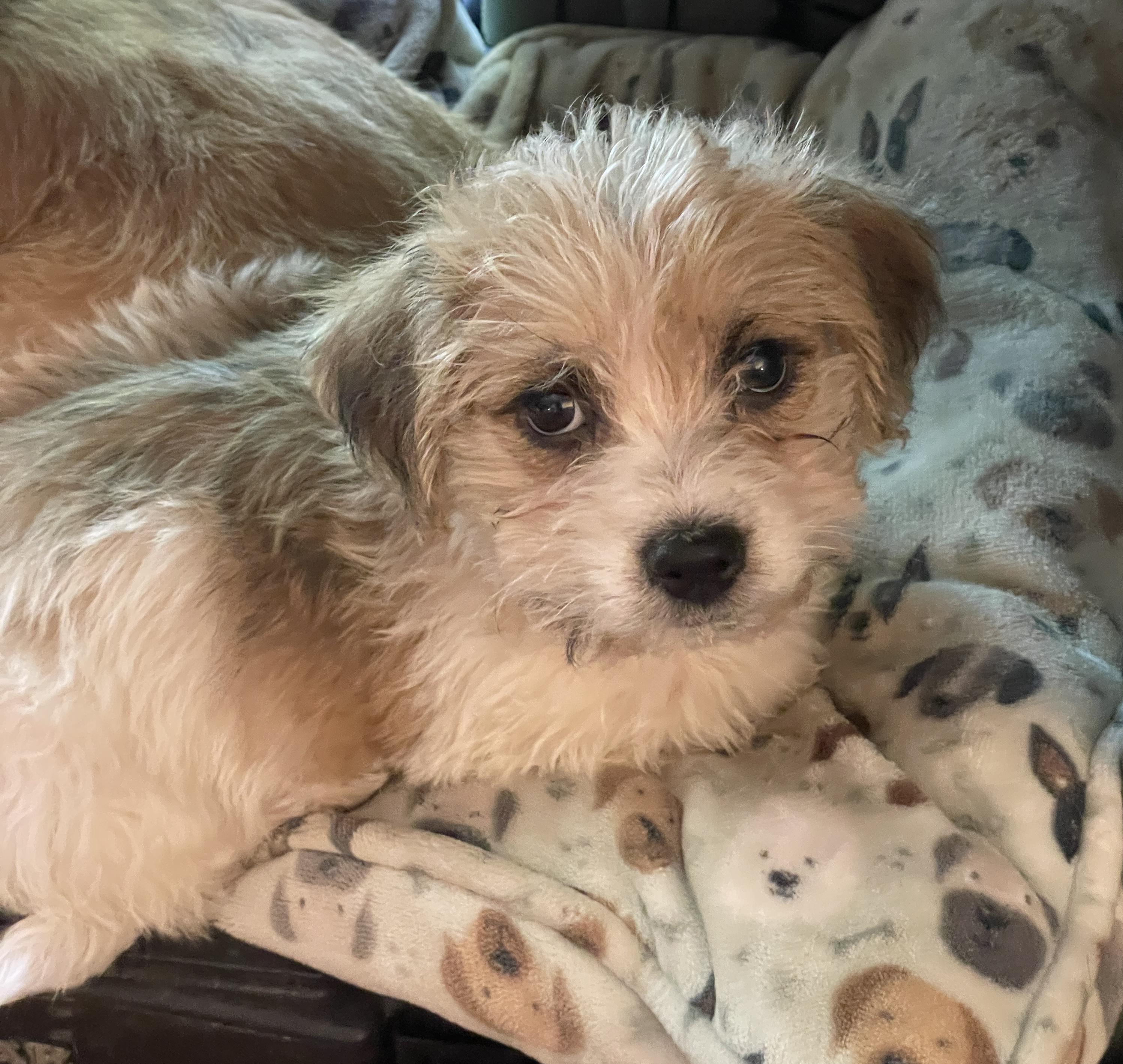 Milo, ADOPTABLE, Puppy Male Shih Tzu & Bichon Frise.
