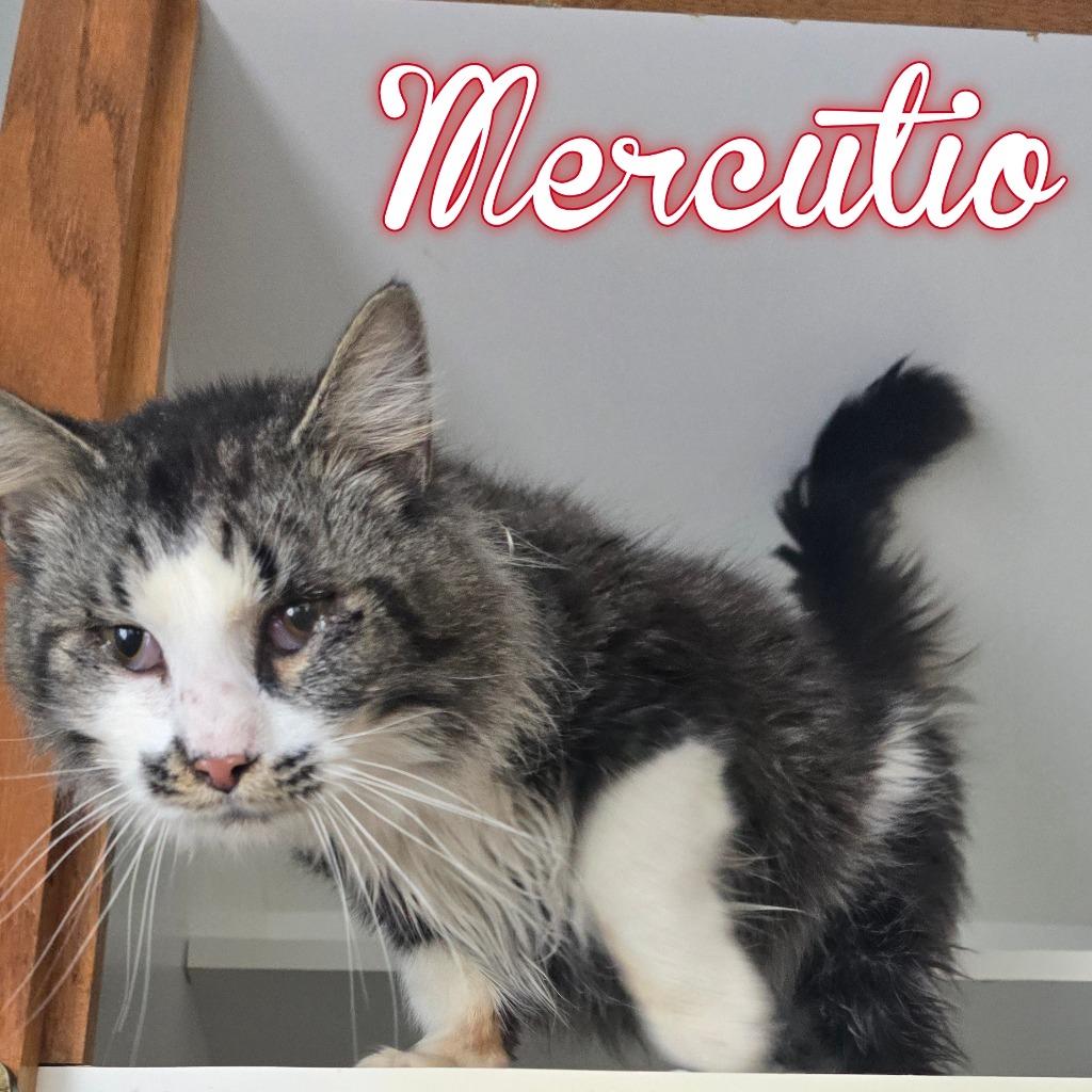 Enlarge Mercutio, a Adoptable Domestic Short Hair in Hillsboro, OH image 1/1