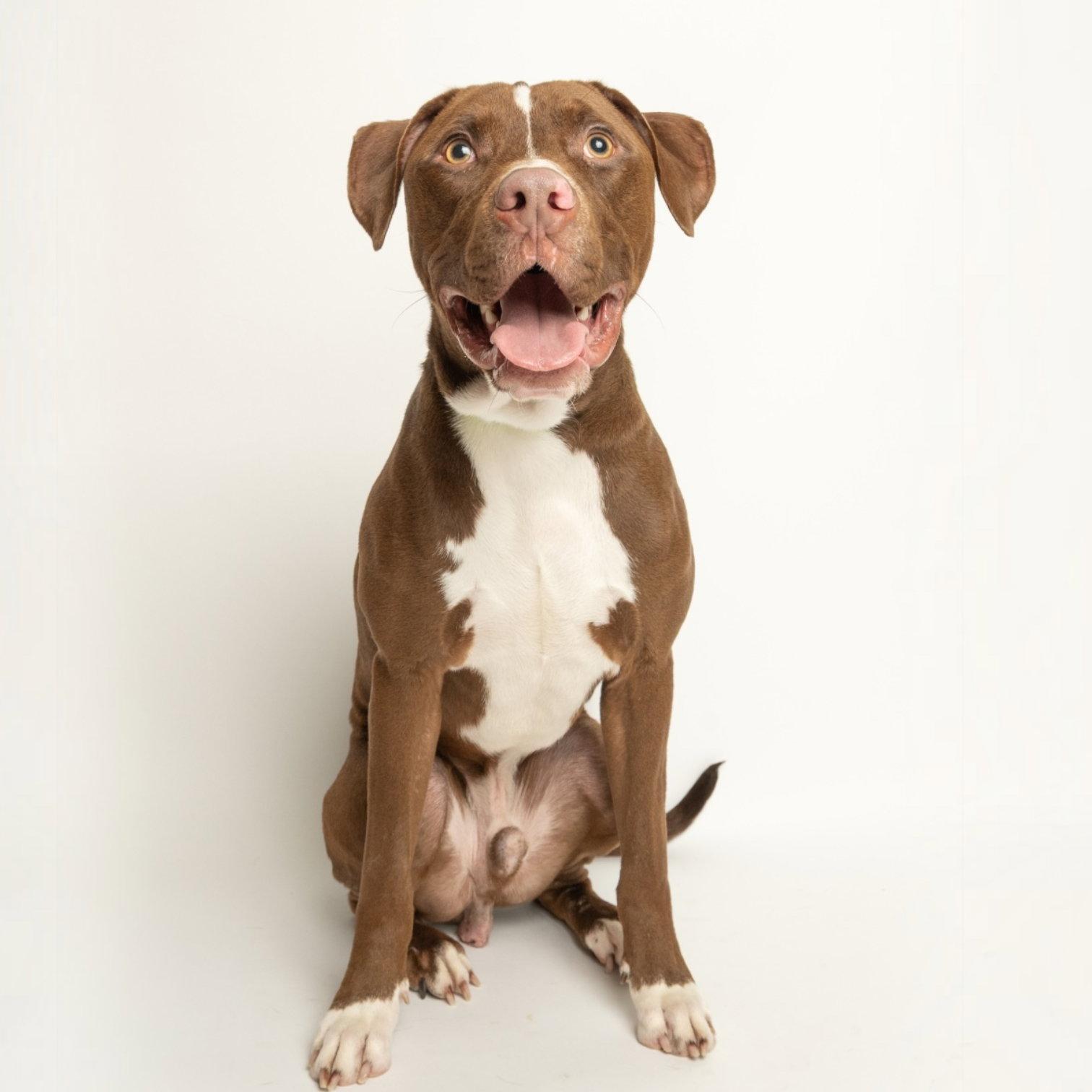 Chips Ahoy, Adopted, Young Male Pit Bull Terrier.
