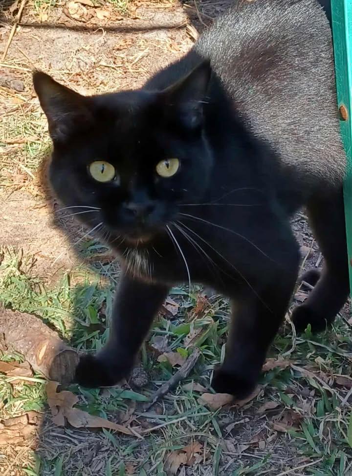 BonBon, a Adoptable Domestic Short Hair in Greenville, NC image 1/5