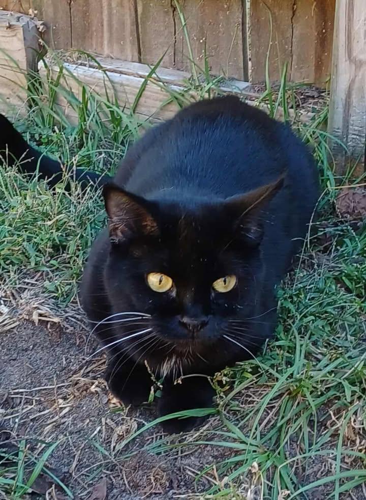 BonBon, a Adoptable Domestic Short Hair in Greenville, NC image 2/5