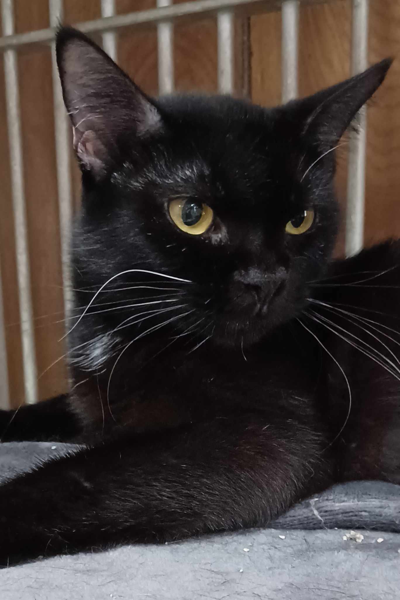 BonBon, a Adoptable Domestic Short Hair in Greenville, NC image 4/5