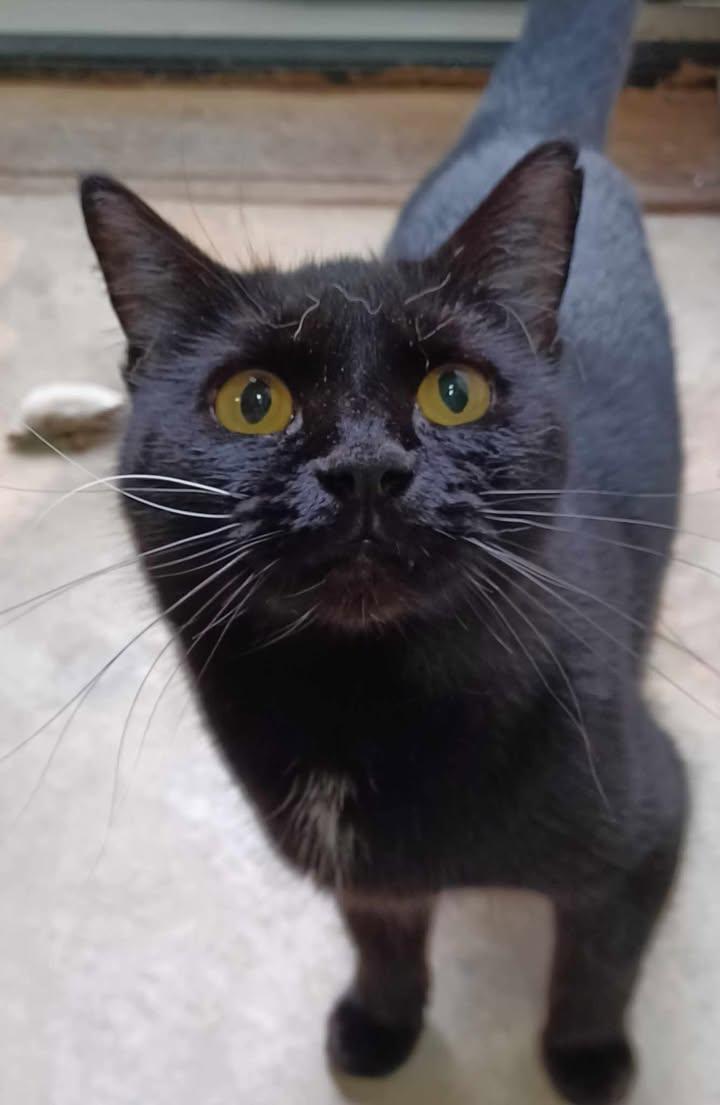 BonBon, Adoptable, Adult Female Domestic Short Hair.