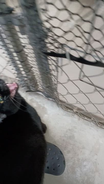 Enlarge BonBon, a Adoptable Domestic Short Hair in Greenville, NC video 5/5