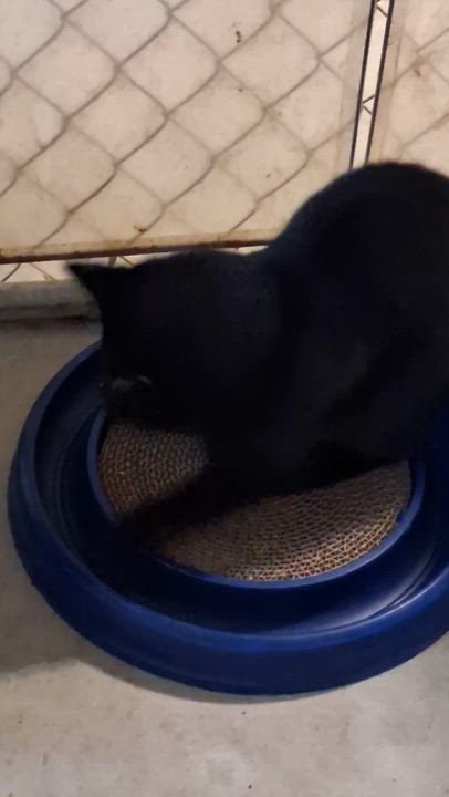 Enlarge BonBon, a Adoptable Domestic Short Hair in Greenville, NC video 5/5