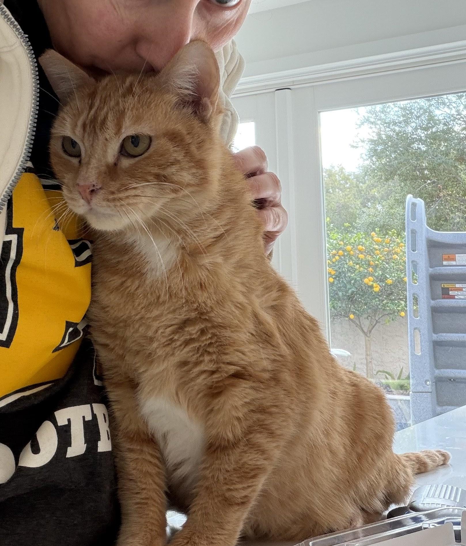 Enlarge Margot , an adopted Tabby in San Juan Capistrano, CA image 1/1