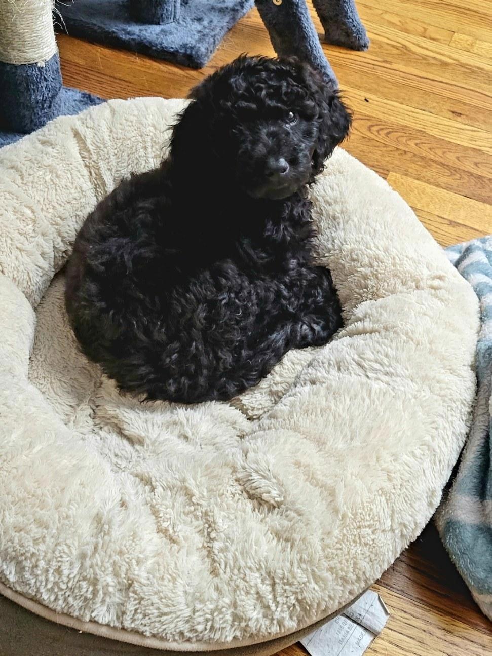 Enlarge Annie, a Adopted mixed breed in Brandon, SD image 1/1