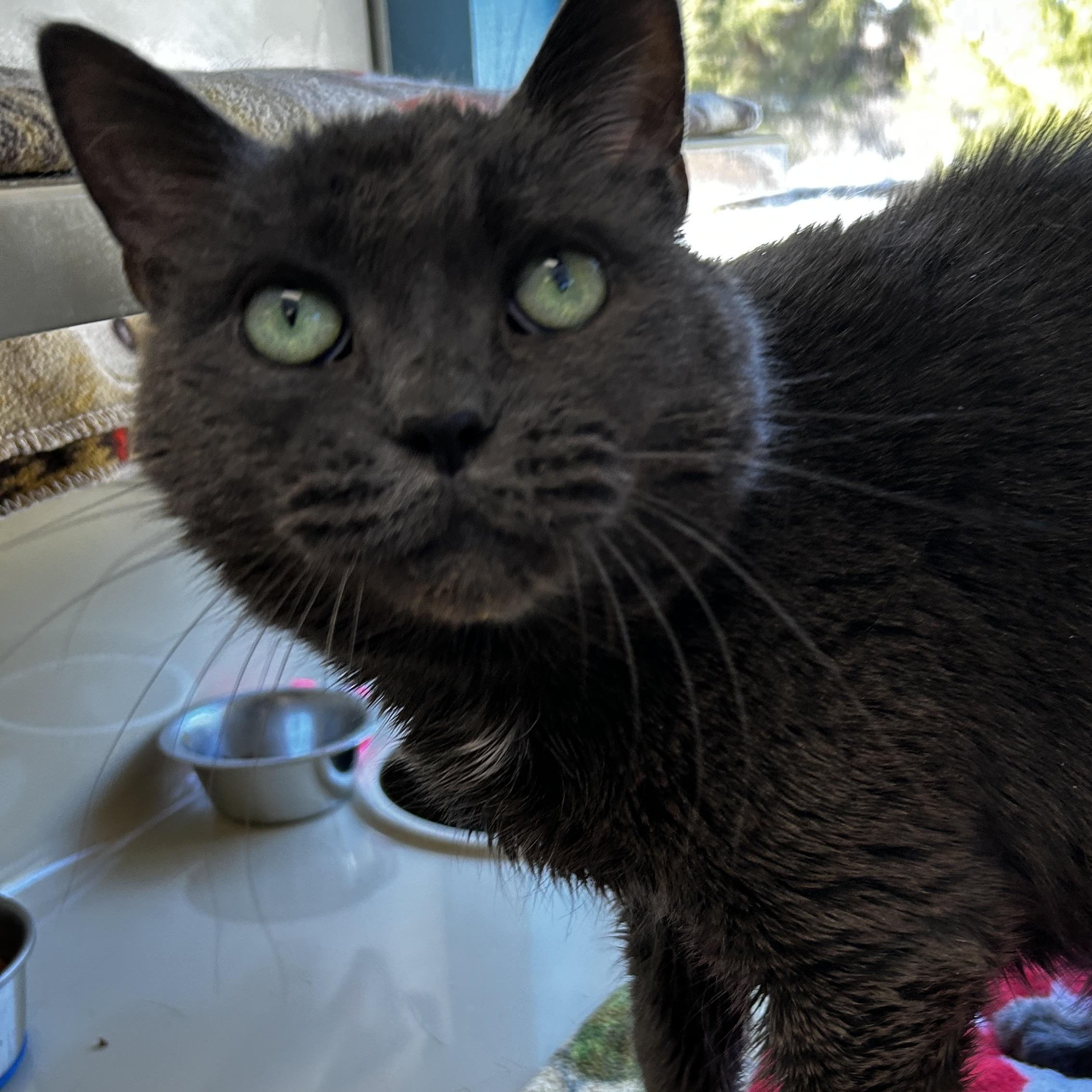 Enlarge Olga, a ADOPTABLE mixed breed in Bellaire, MI image 1/1