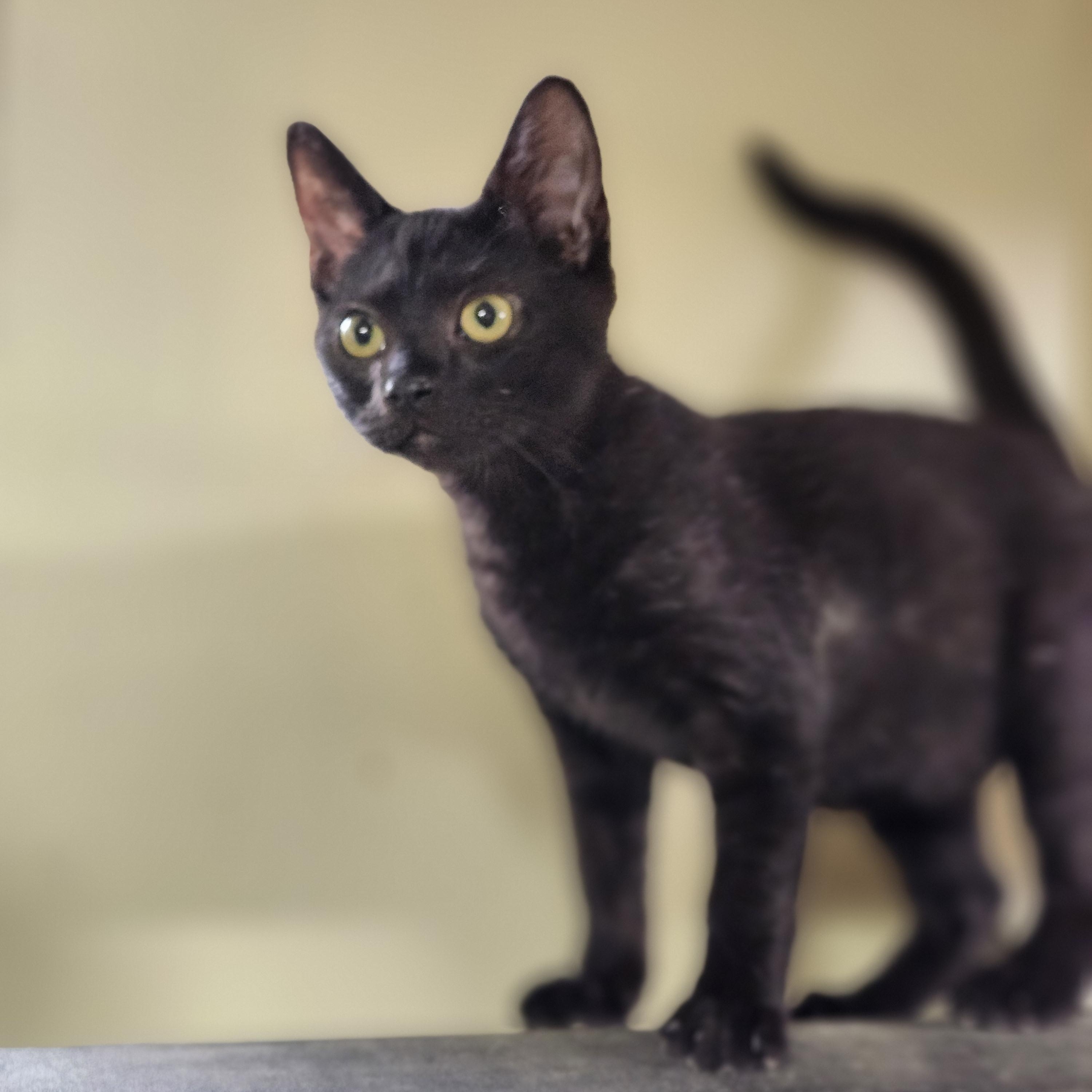 Crackle, a Adoptable Domestic Short Hair in Cosby, TN image 4/6