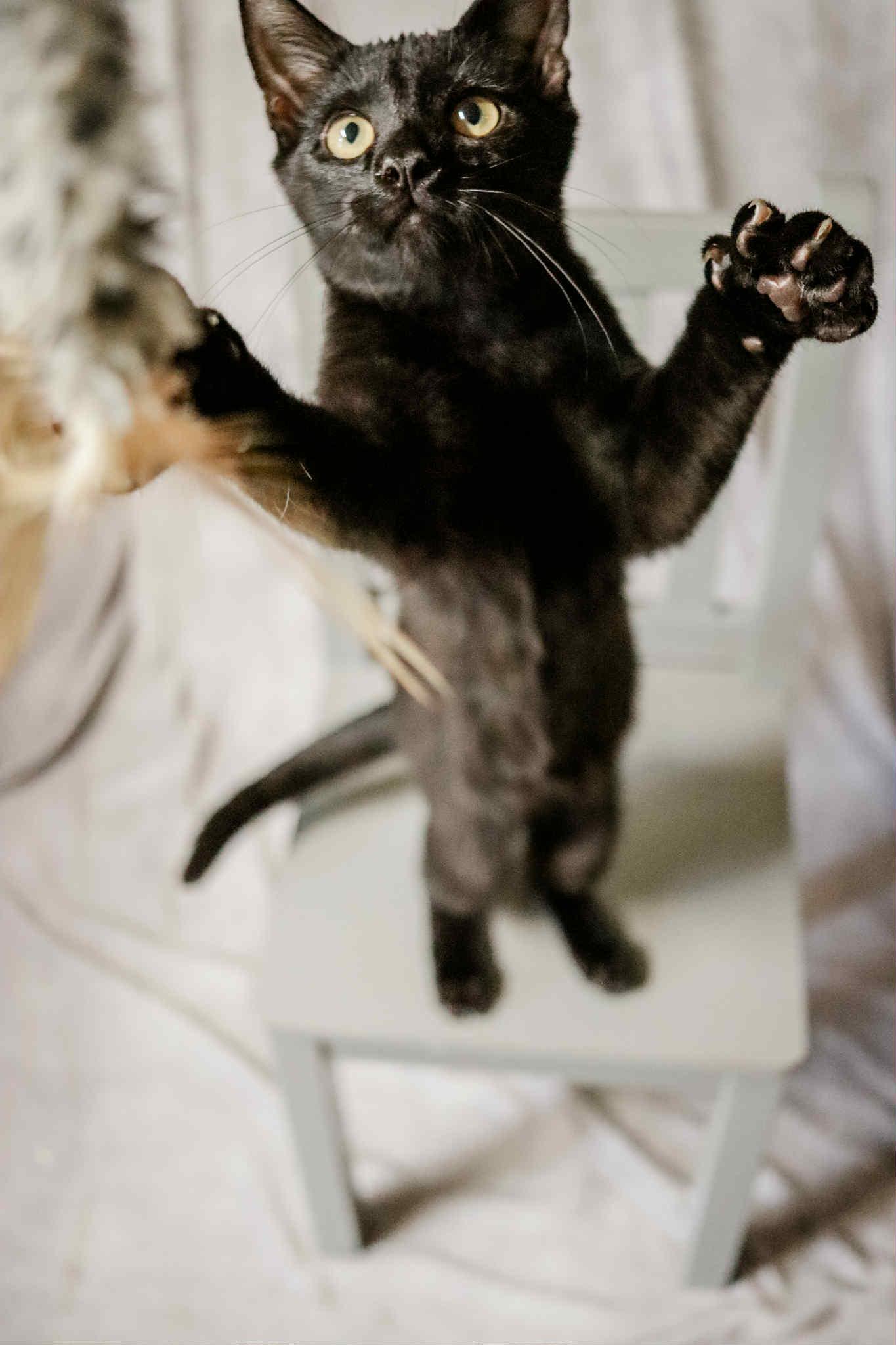 Crackle, a Adoptable Domestic Short Hair in Cosby, TN image 5/6