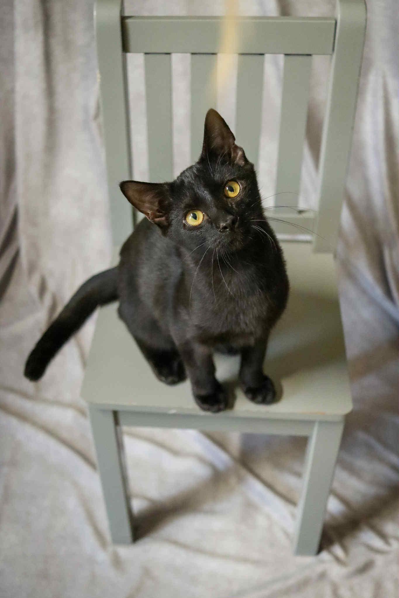 Crackle, Adoptable, Young Male Domestic Short Hair.