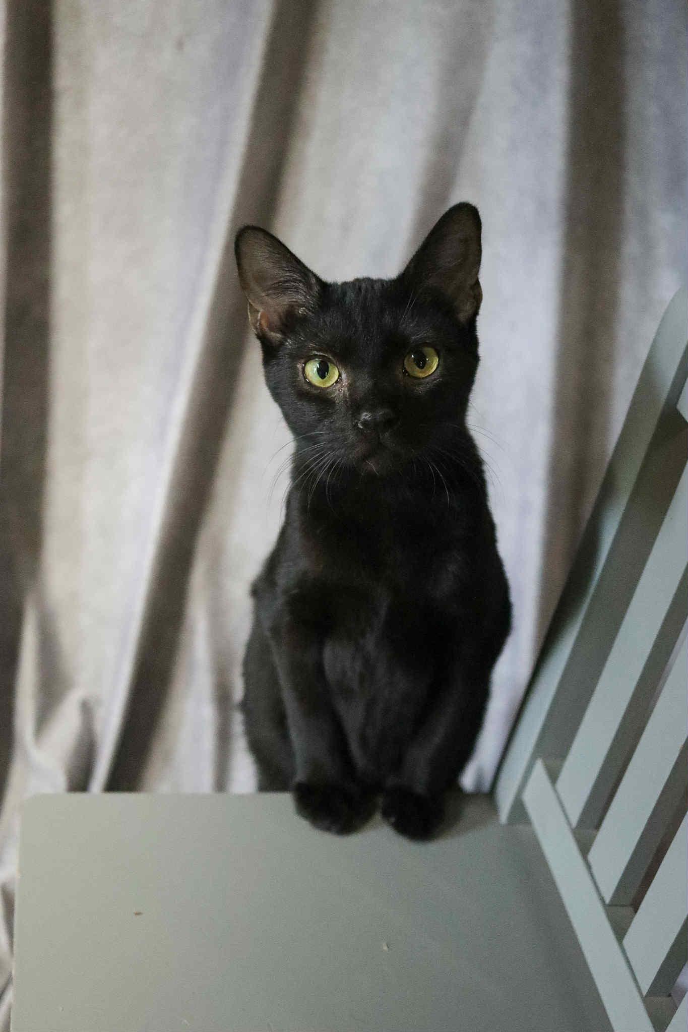 Crackle, a Adoptable Domestic Short Hair in Cosby, TN image 6/6