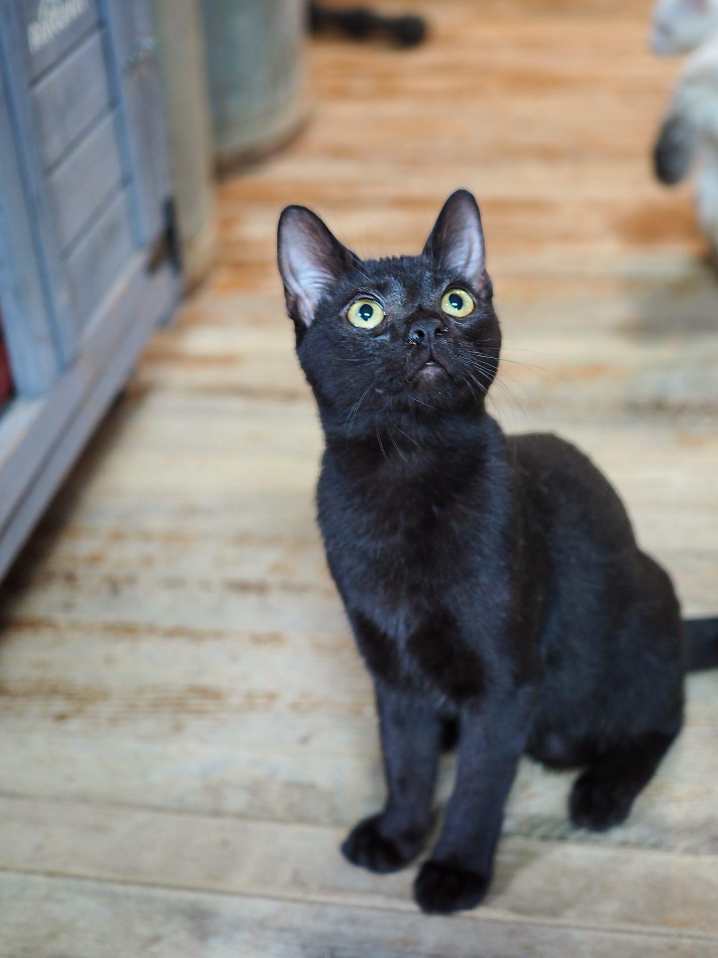 Crackle, Young Male Domestic Short Hair