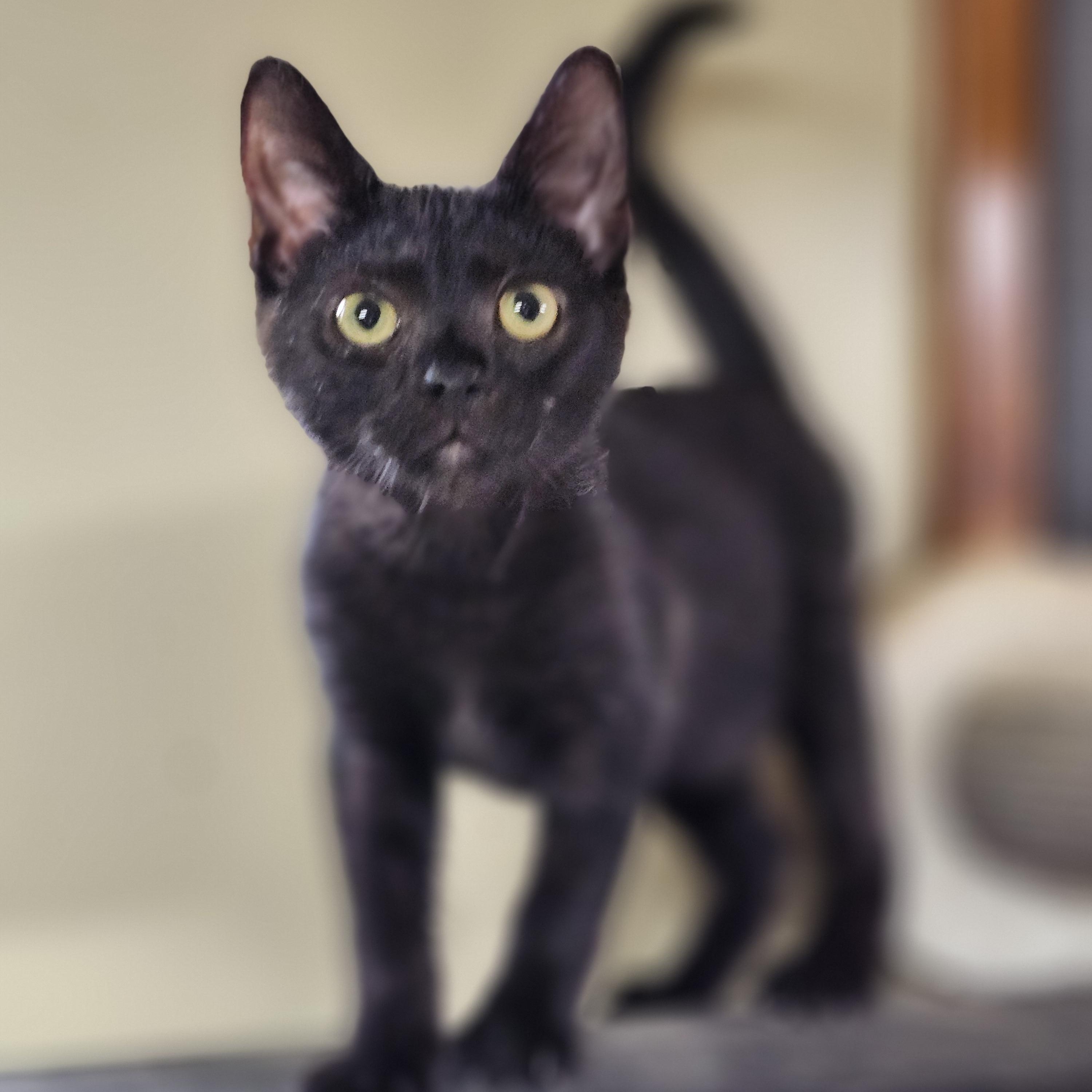 Crackle, a Adoptable Domestic Short Hair in Cosby, TN image 3/6