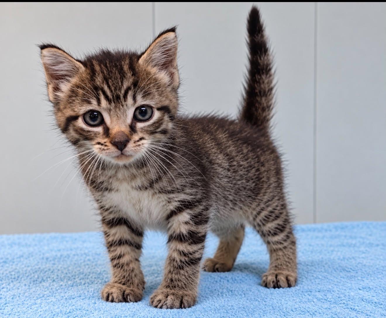 Elizabeth (Petco Collierville, TN), Adopted, Kitten Female Tabby.