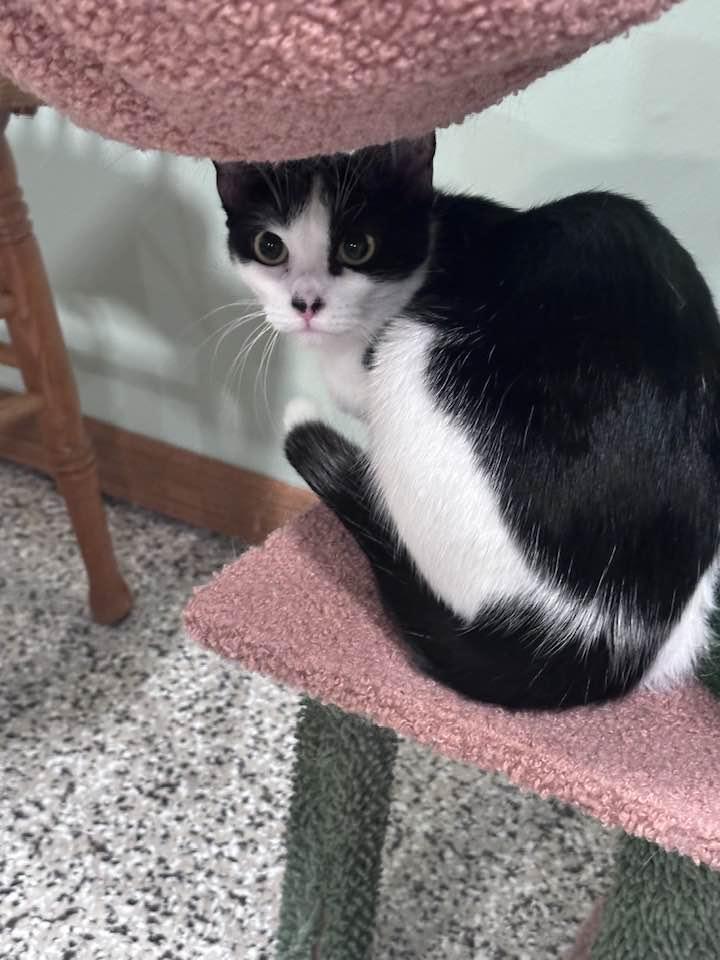 SISTER FRANCES, an adopted Domestic Short Hair in Grand Forks, ND image 2/4