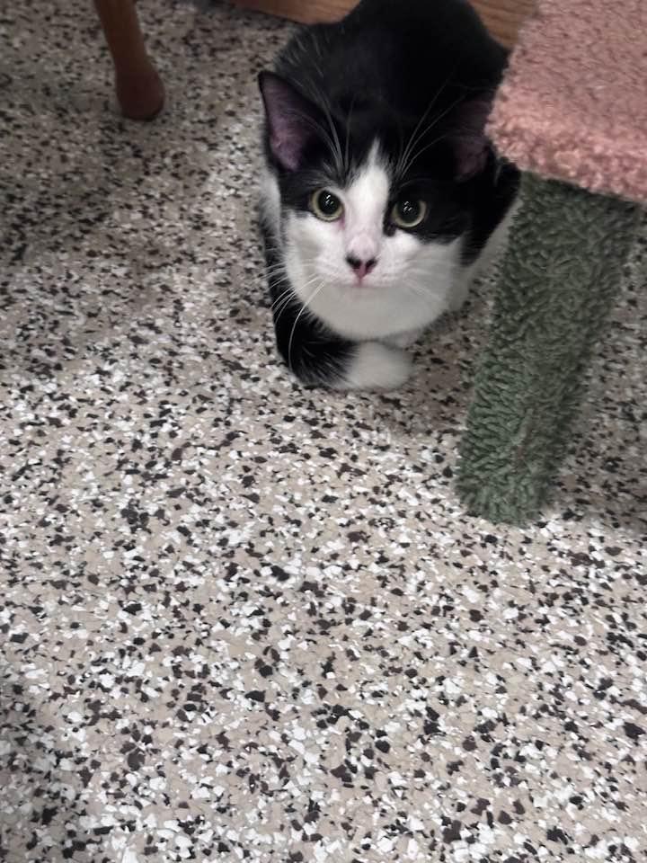 SISTER FRANCES, an adopted Domestic Short Hair in Grand Forks, ND image 4/4
