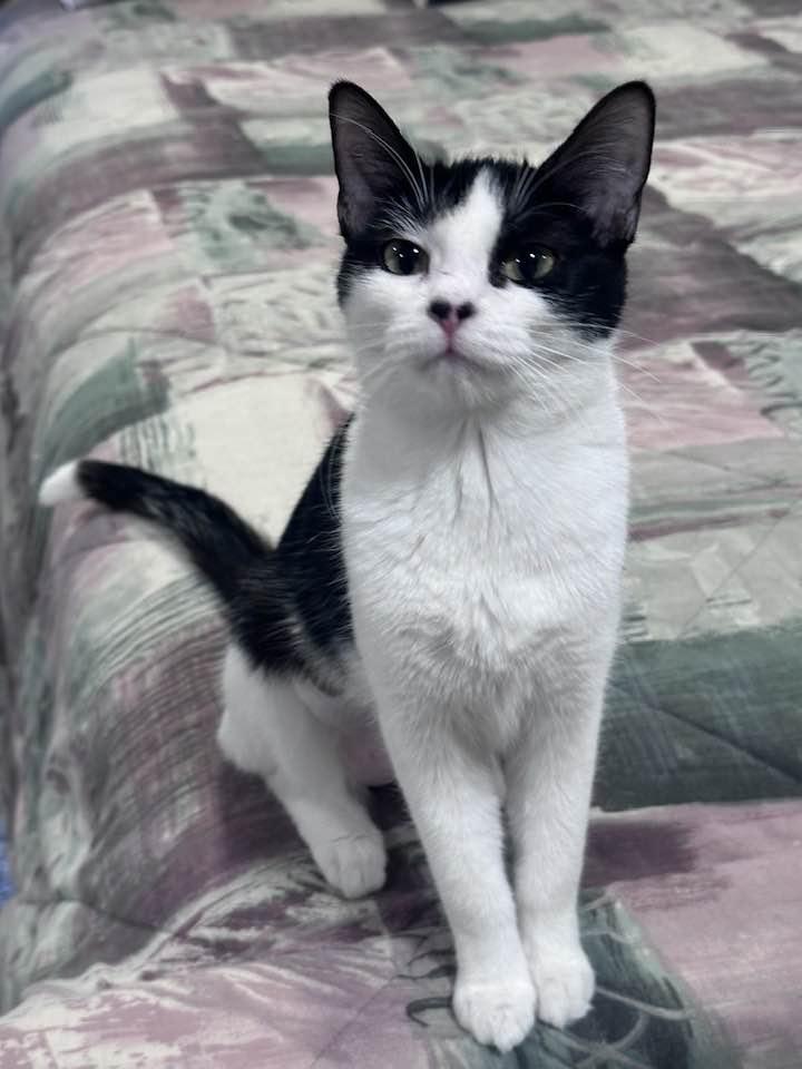 SISTER FRANCES, adopted, Young Female Domestic Short Hair.